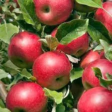 Apple:  'Fall Red' - 5 Gal (Bl)