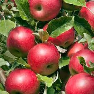 Apple:  'Fall Red' - 5 Gal (Bl)